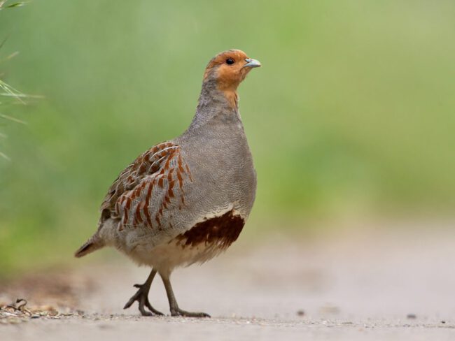 Rebhuhn (Perdix perdix) Foto: Erich Greiner Rebhuhn (Perdix perdix) Foto: Erich Greiner