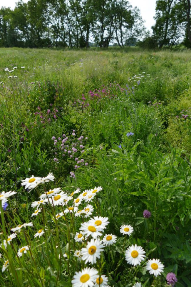 P1100392-scaled-e1581887461490-683×1024