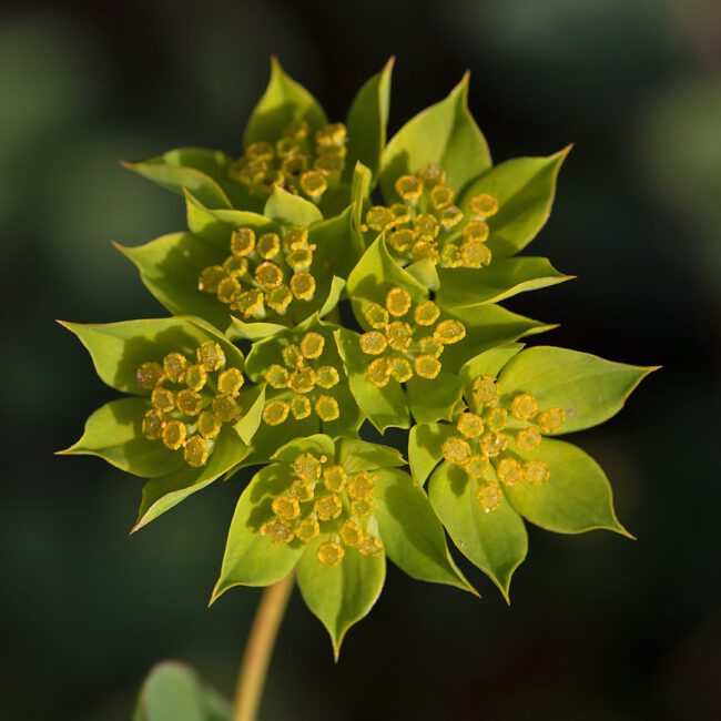 Rundblättriges Hasenohr (Bupleurum rotundifolium), Foto: Erich Greiner