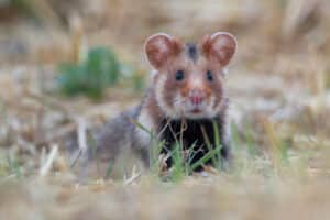 Hamster, Foto: Erich Greiner