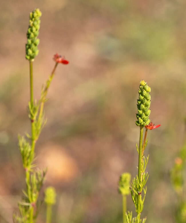 Flammen-Adonisröschen (Adonis flammea), Foto: Erich Greiner