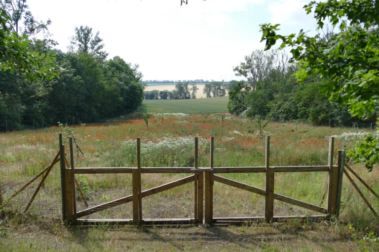 Streuobstwiese Hohe Börde im Juni 2022, gepflanzt im November 2021, Foto: Antje Birger