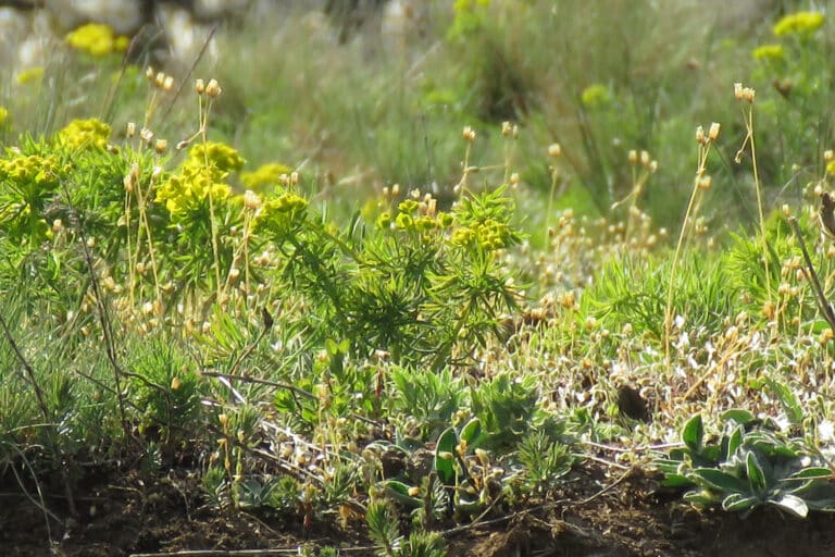 Halbtrockenrasen mit Zypressenwolfsmilch und Dolden-Spurre, Arnstein Harkerode, Foto: Katrin Schneider