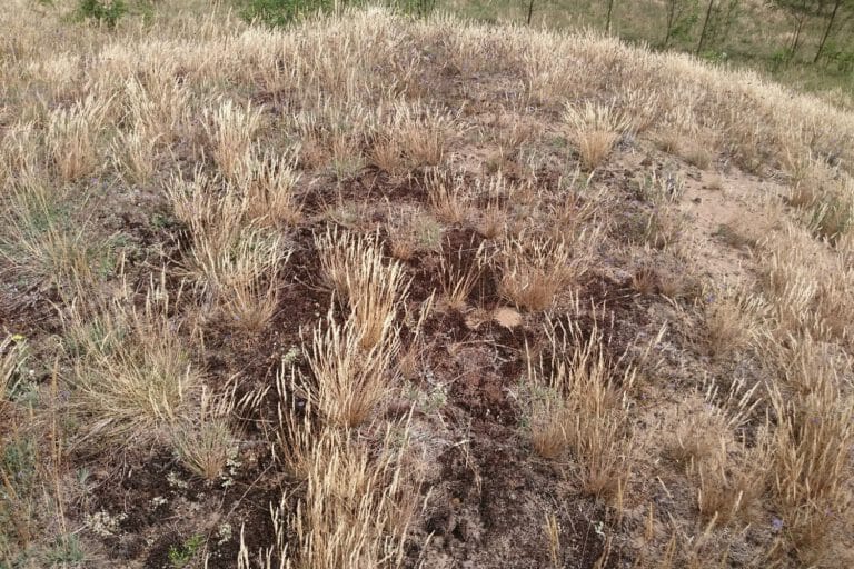 Silbergrasrasen Binnendüne Gerwisch, Foto: Katrin Schneider