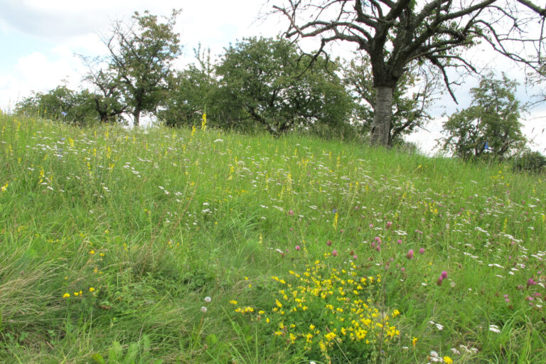 Streuobstwiese, Foto: Katrin Schneider