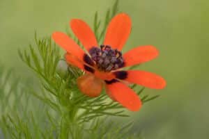 Sommer-Adonisröschen (Adonis aestivalis), Foto: Erich Greiner