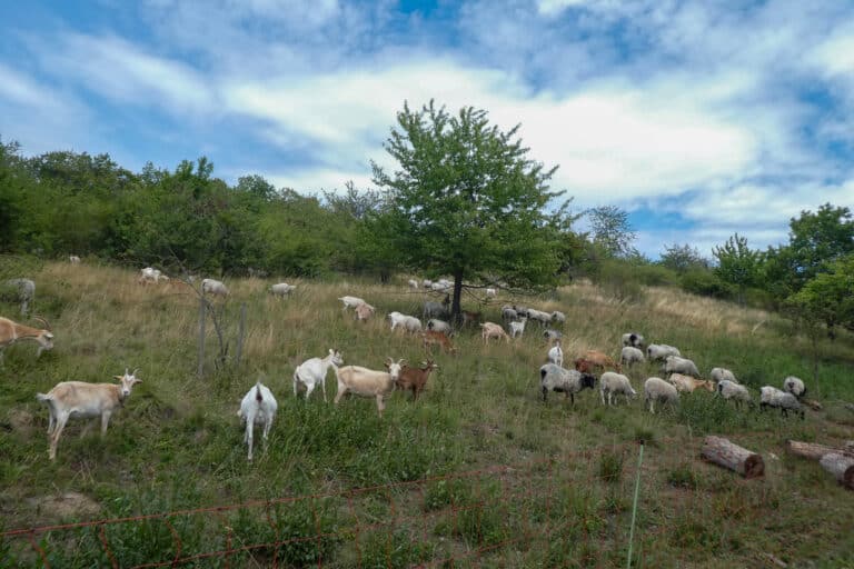 Wiederherstellung von Halbtrockenrasen durch Schafbeweidung, Foto: Antje Birger