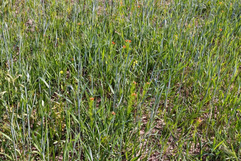 Extensivacker Karsdorf, Foto: Erich Greiner