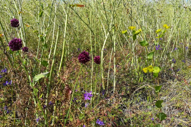 Kalkacker bei Herrengosserstedt, Foto: Antje Lorenz