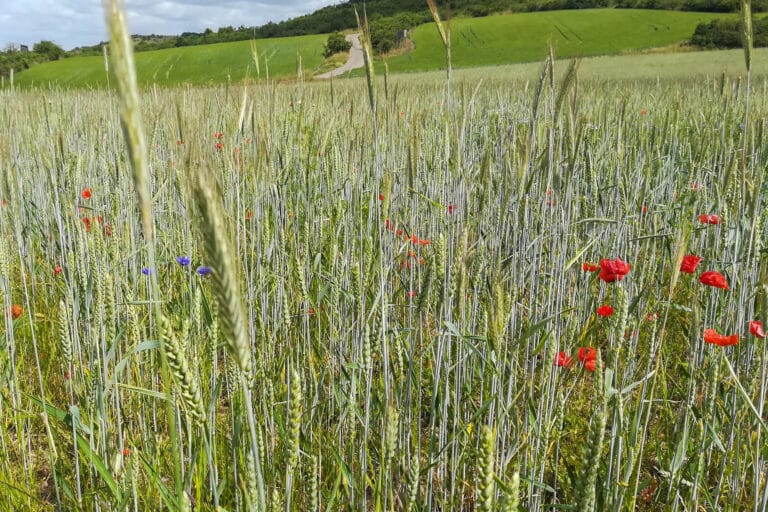 Kalkacker bei Karsdorf, Foto: Antje Lorenz