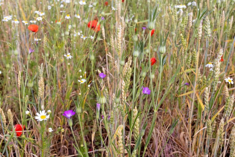 Lehmacker am Wartberg, Niederndodeleben, Foto: Erich Greiner