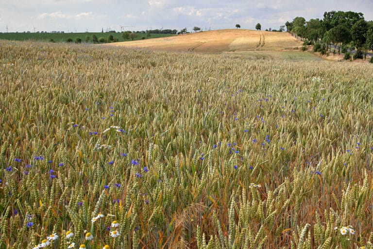 Lehmacker bei Niederndodeleben, Foto: Erich Greiner