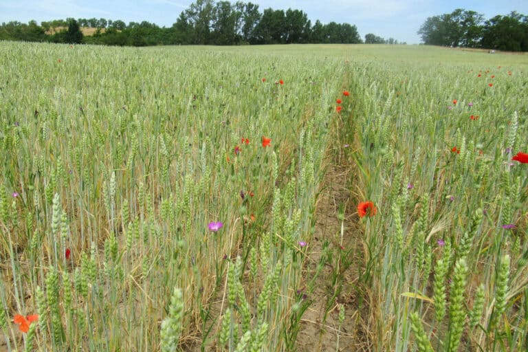 Lichtacker am Teufelsküchenberg, Niederndodeleben, Foto: Antje Lorenz