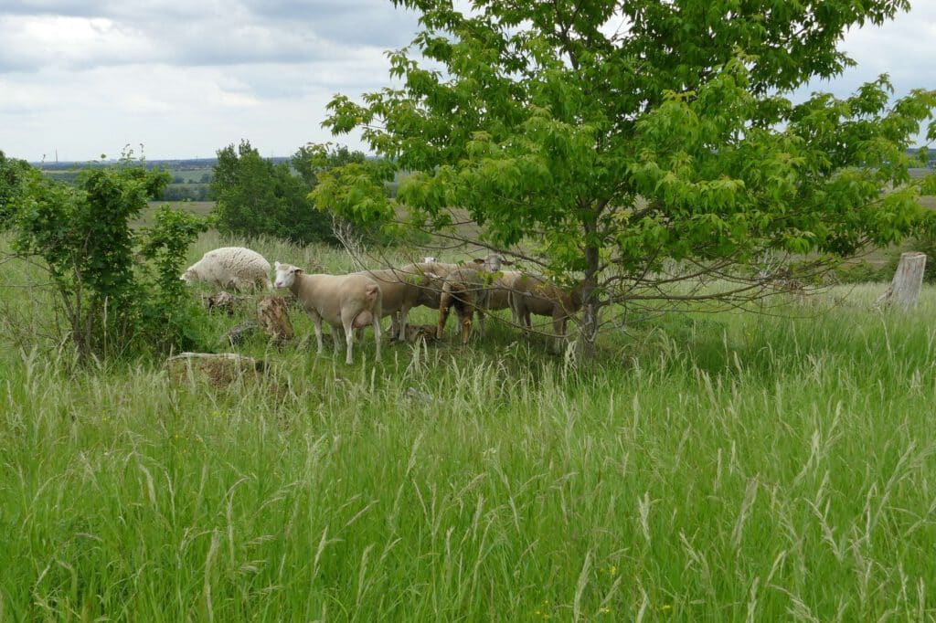 Beweidung von verbrachtem Grünland in der Hohen Börde, 2019, Foto: Antje Birger