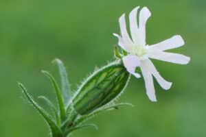 Acker-Leimkraut (Silene noctiflora), Foto: Eckard Willing