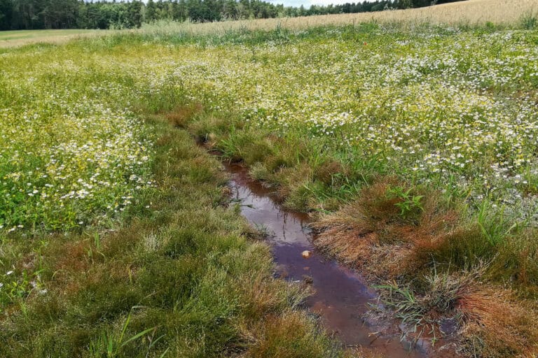 Vernässungsstelle auf einem Acker bei Bad Schmiedeberg, Foto: Antje Lorenz