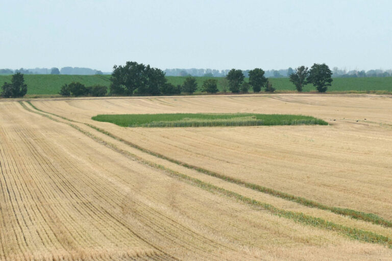 Erbsenfenster in bereits abgeerntetem Gerstenfeld, Foto: Katrin Schneider
