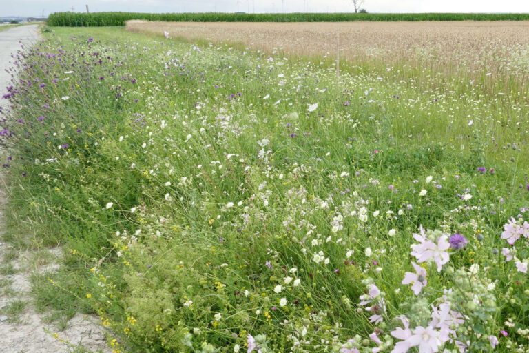 Artenreicher Feldrain, angelegt im ProSaum-Projekt Hochschule Anhalt, Bernburg-Strenzfeld 22.6.2023, Foto: Katrin Schneider