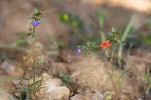 Blauer Gauchheil (Anagallis foemina) und Ackergauchheil (Anagallis arvensis), Foto: Erich Greiner