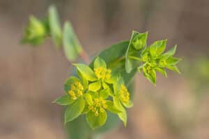Rundblättriges Hasenohr (Bupleurum rotundifolium) , Foto: Erich Greiner