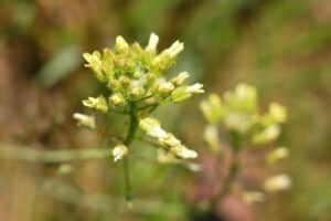 Kleinfrüchtiger Leindotter (Camelina microcarpa), Foto: Katrin Schneider