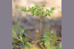 Kleine Wolfsmilch (Euphorbia exigua), Foto: Erich Greiner