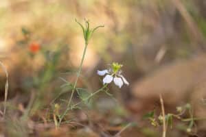 Acker-Schwarzkümmel (Nigella arvensis), Foto: Erich Greiner