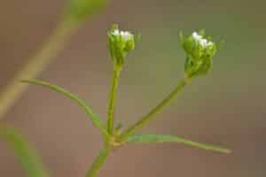 Gezähntes Rapünzchen (Valerianella dentata), Foto: Erich Greiner