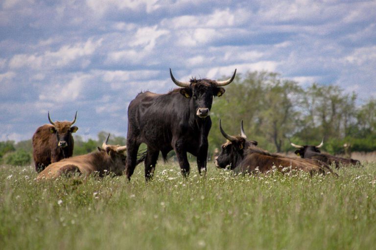 Heckrinder der Primigenius GmbH im WulfenerBruch, Foto: Theresa Petzold