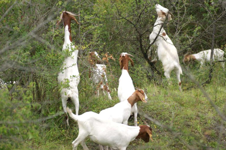 Burenziegen des Landschaftspflegevereins Saaletal e. V. beim gemeinschaftlichen Fressen an Gehölzen im Unteren Saaletal, Foto: Daniel Elias