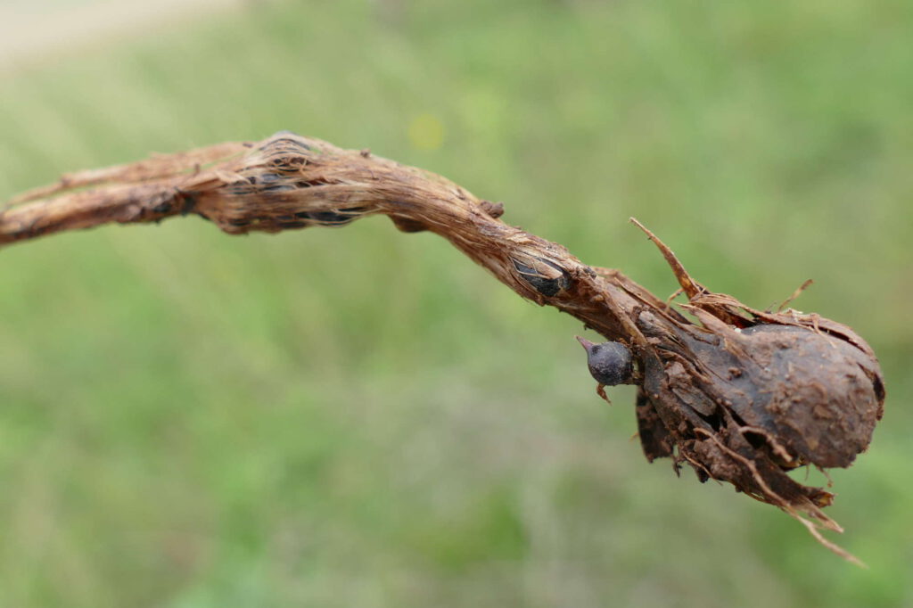 Runder Lauch, Allium rotundum, Stängel mit Brutzwiebeln