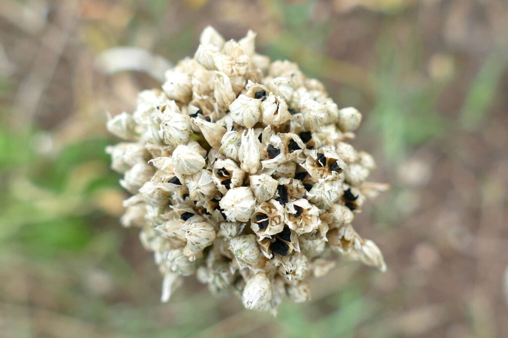 Runder Lauch, Allium rotundum, fruchtend