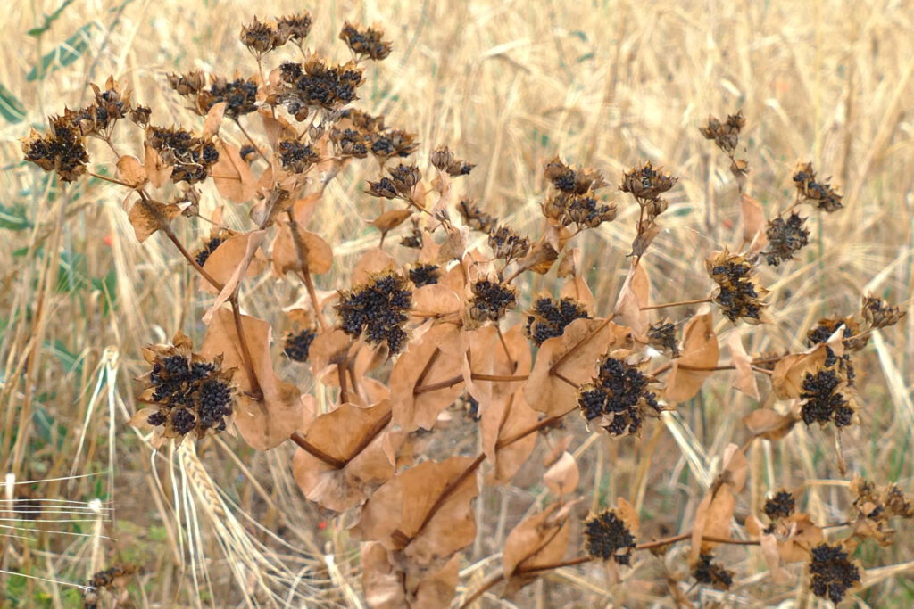 Rundblättriges Hasenohr, Bupleurum rotundifolium, vollreif