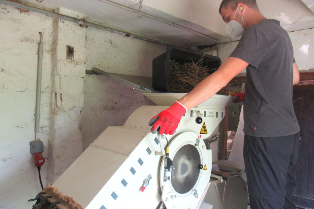 Dreschen des Saatgutes 2023