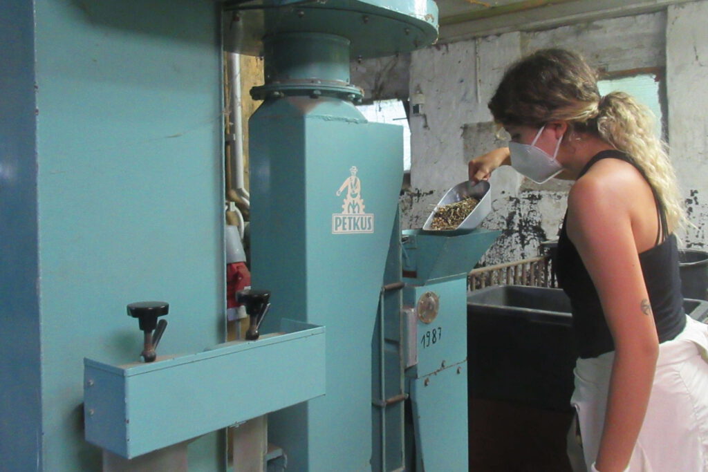 Dreschen des Saatgutes 2023