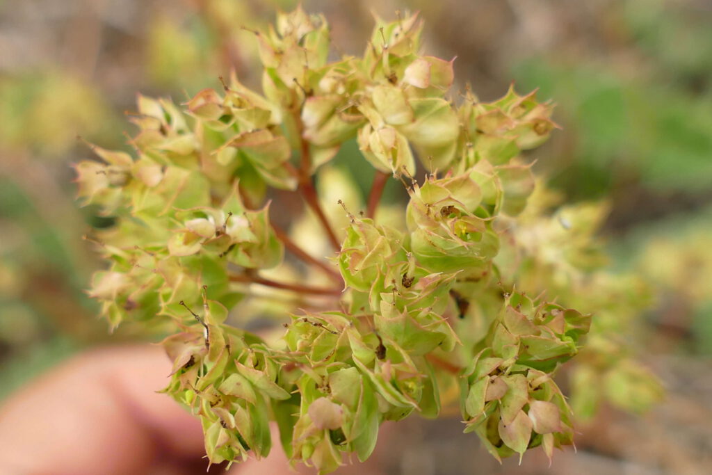 Sichelblättrige Wolfsmilch, Euphorbia falcata, fruchtend