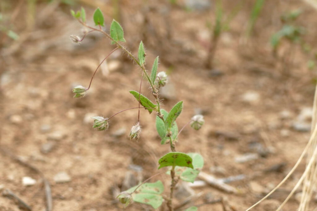 Spießblättriges Tännelkraut, Kickxia elatine, fruchtend