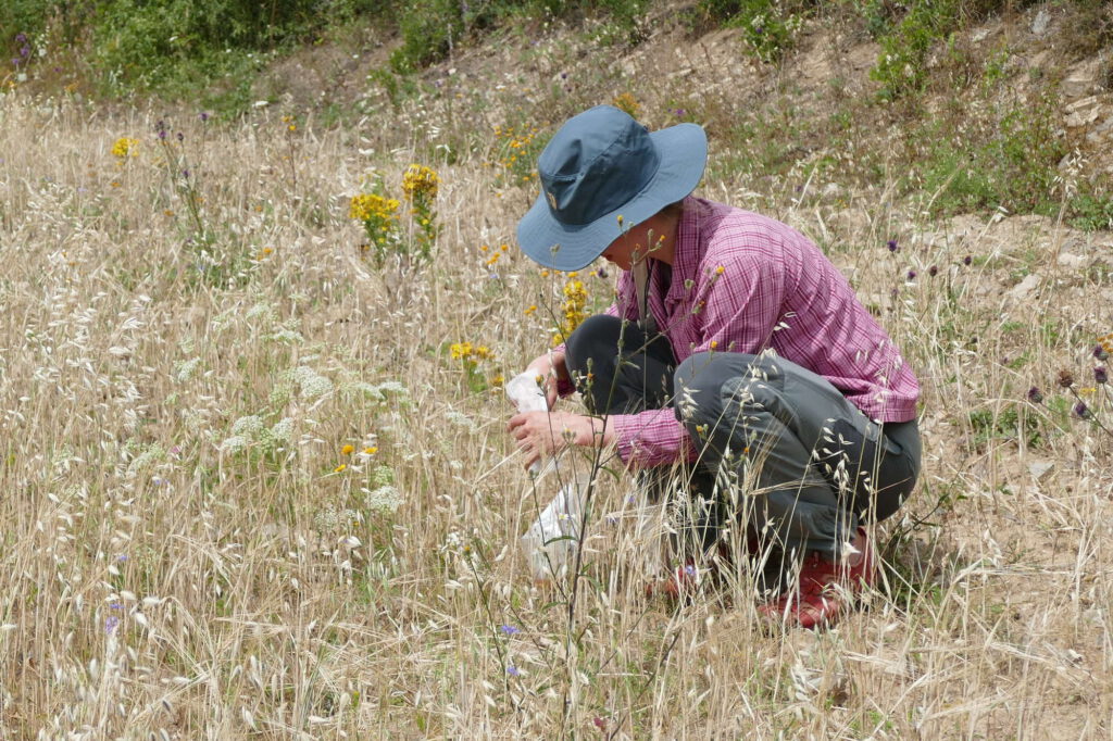 Saatgutsammlung 2023