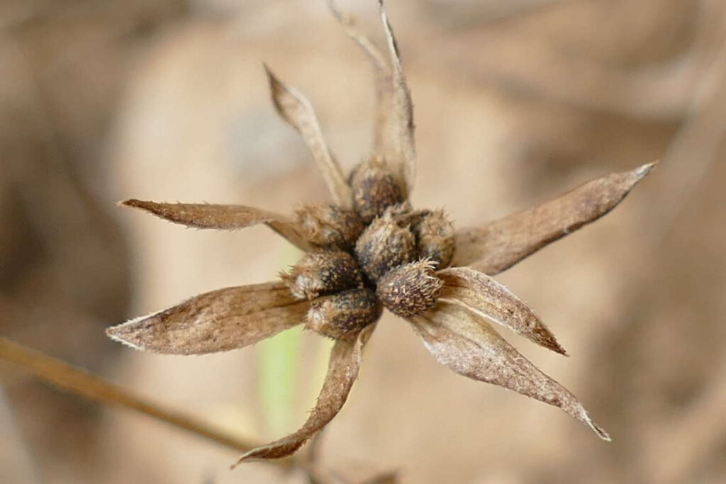 Ackerröte, Sherardia arvensis, reifer Fruchtstand