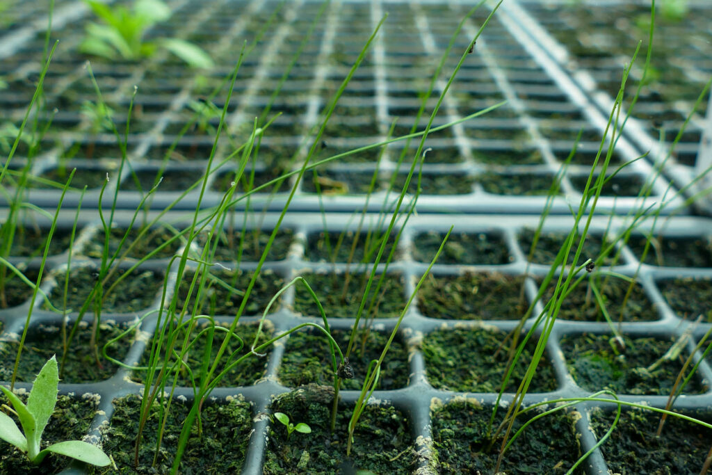 Runder Lauch (Allium rotundum) aus Samen gezogen, Wild-Land 16.4.2024 Foto: K.Schneider