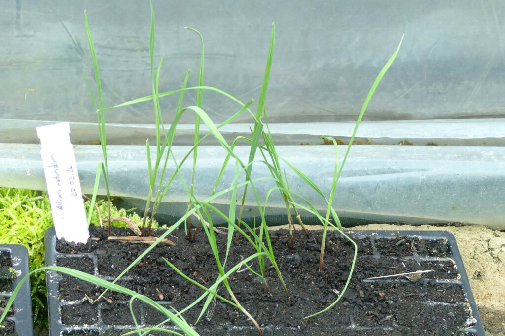 Runder Lauch (Allium rotundum) aus Brutzwiebeln gezogen, Wild-Land 16.4.2024 Foto: K.Schneider