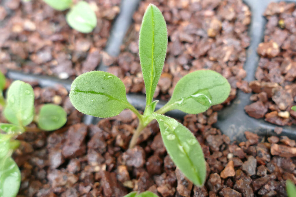 Acker-Steinsame (Buglossoides arvensis) Keimlinge Keimversuch Frühjahr 8.4.2024 Foto: Katrin Schneider