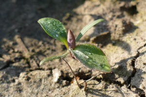 Rundblättriges Hasenohr (Bupleurum rotundifolium) Keimling IWANA-Versuch 12.03.2024 Foto: Katrin Schneider