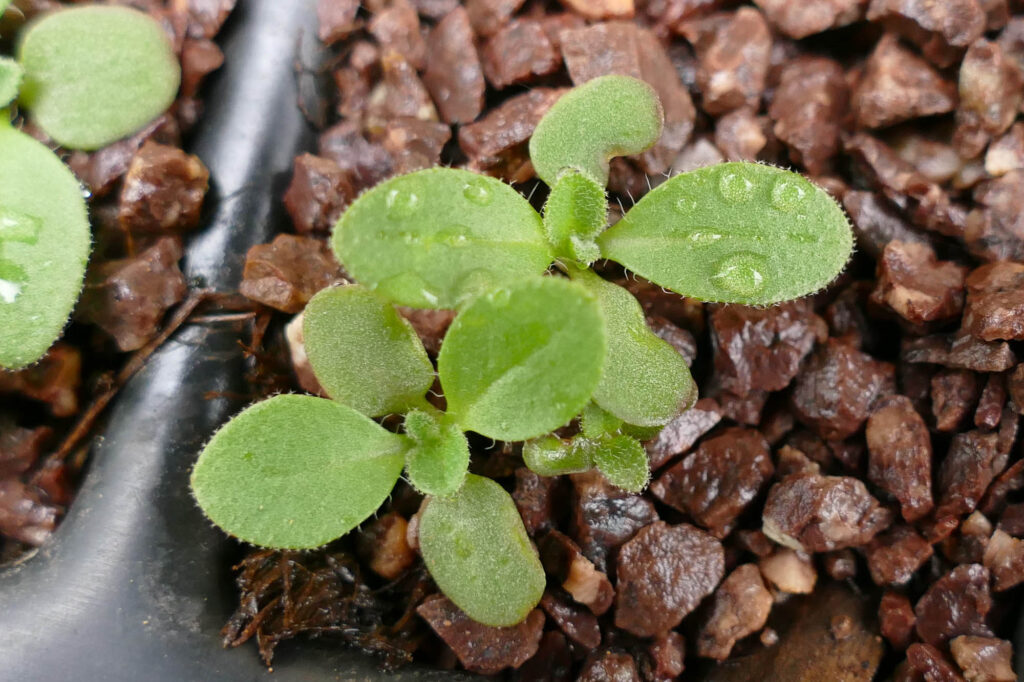 Kleinfrüchtiger Leindotter (Camelina microcarpa) Keimlinge Keimversuch Frühjahr 8.4.2024 Foto: Katrin Schneider