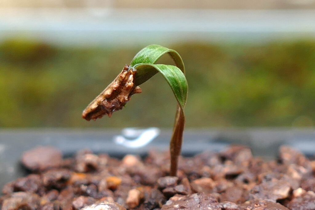 Möhren-Haftdolde (Caucalis platycarpos) Keimlinge Keimversuch Frühjahr 8.4.2024 Foto: Katrin Schneider