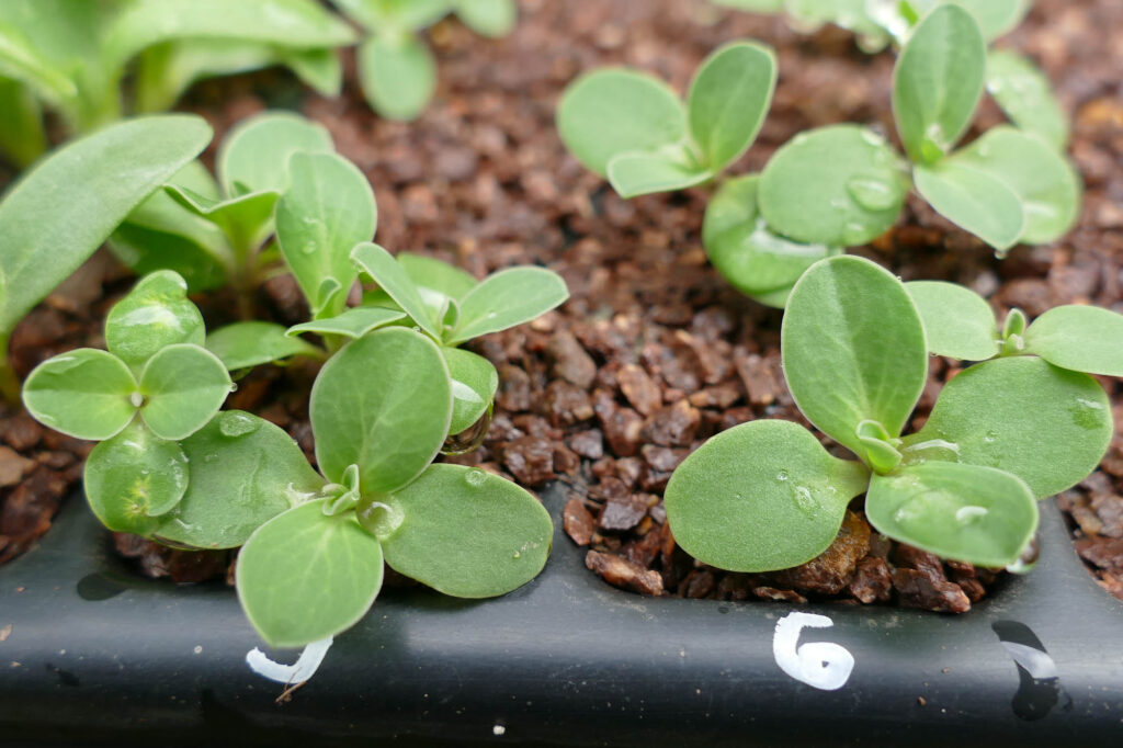 Ackerkohl (Conringia orientalis) Keimlinge Keimversuch Frühjahr 8.4.2024 Foto: Katrin Schneider
