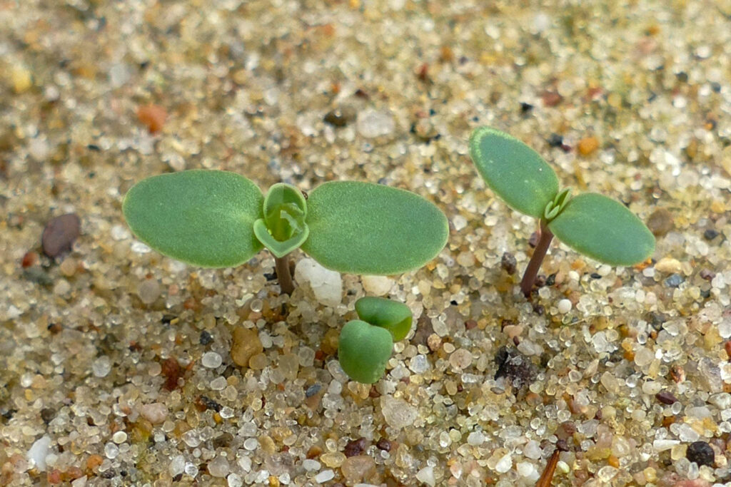 Ackerkohl (Conringia orientalis), Keimling, Sammelort Timmenrode, Bot. Garten 10.4.2024 Foto: Katrin Schneider