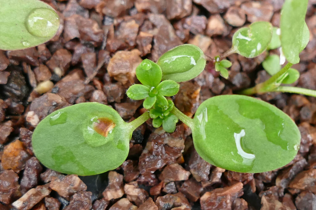 Feld-Rittersporn (Consolida regalis) Keimlinge Keimversuch Frühjahr 8.4.2024 Foto: Katrin Schneider