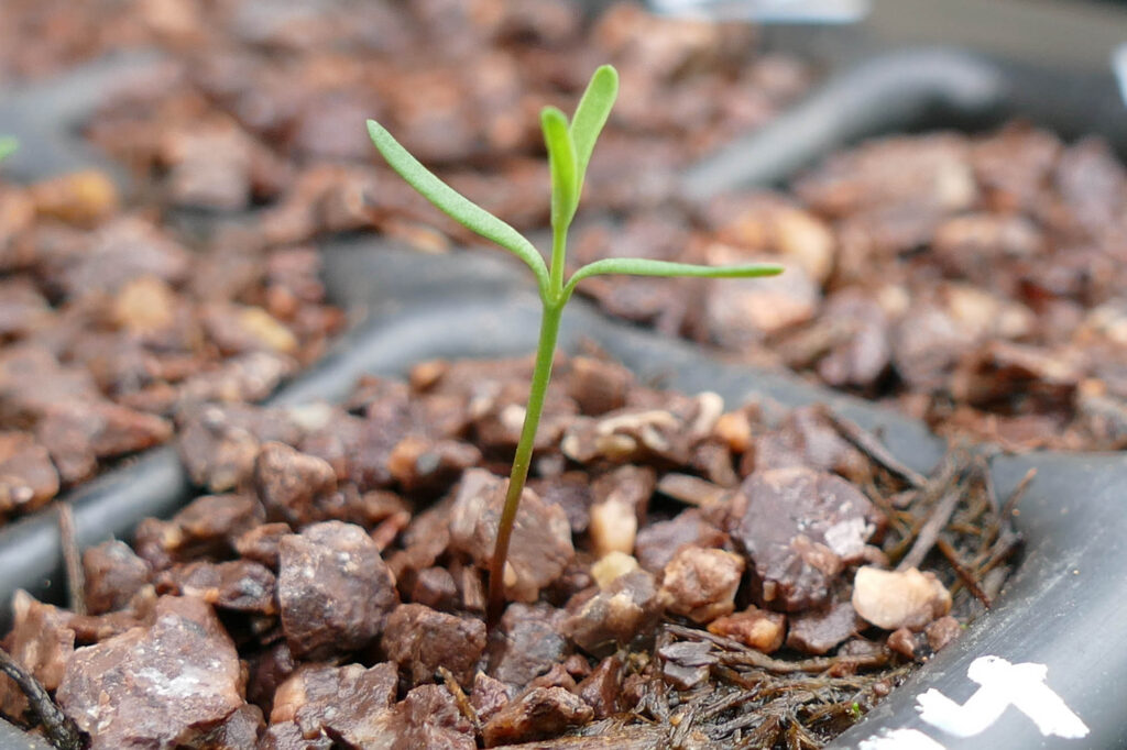 Kleine Wolfsmilch (Euphorbia exigua) Keimling Keimversuch Frühjahr 8.4.2024 Foto: Katrin Schneider