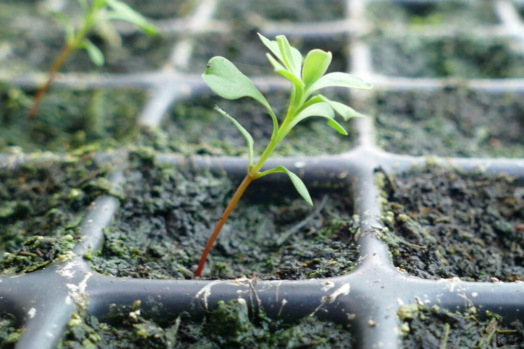 Sichel-Wolfsmilch (Euphorbia falcata) Keimling Wild-Land 16.4.2024 Foto: K.Schneider